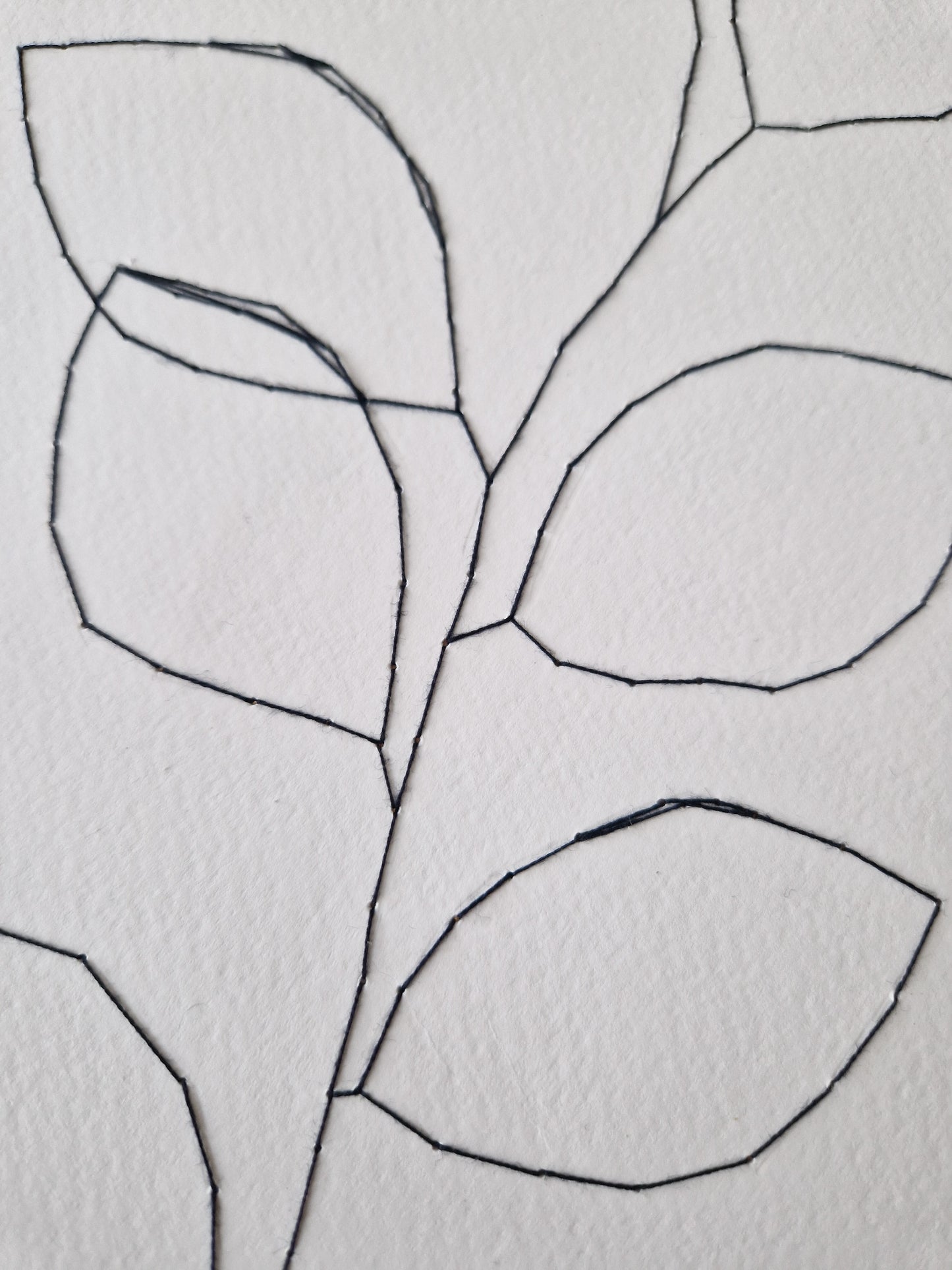 Beech