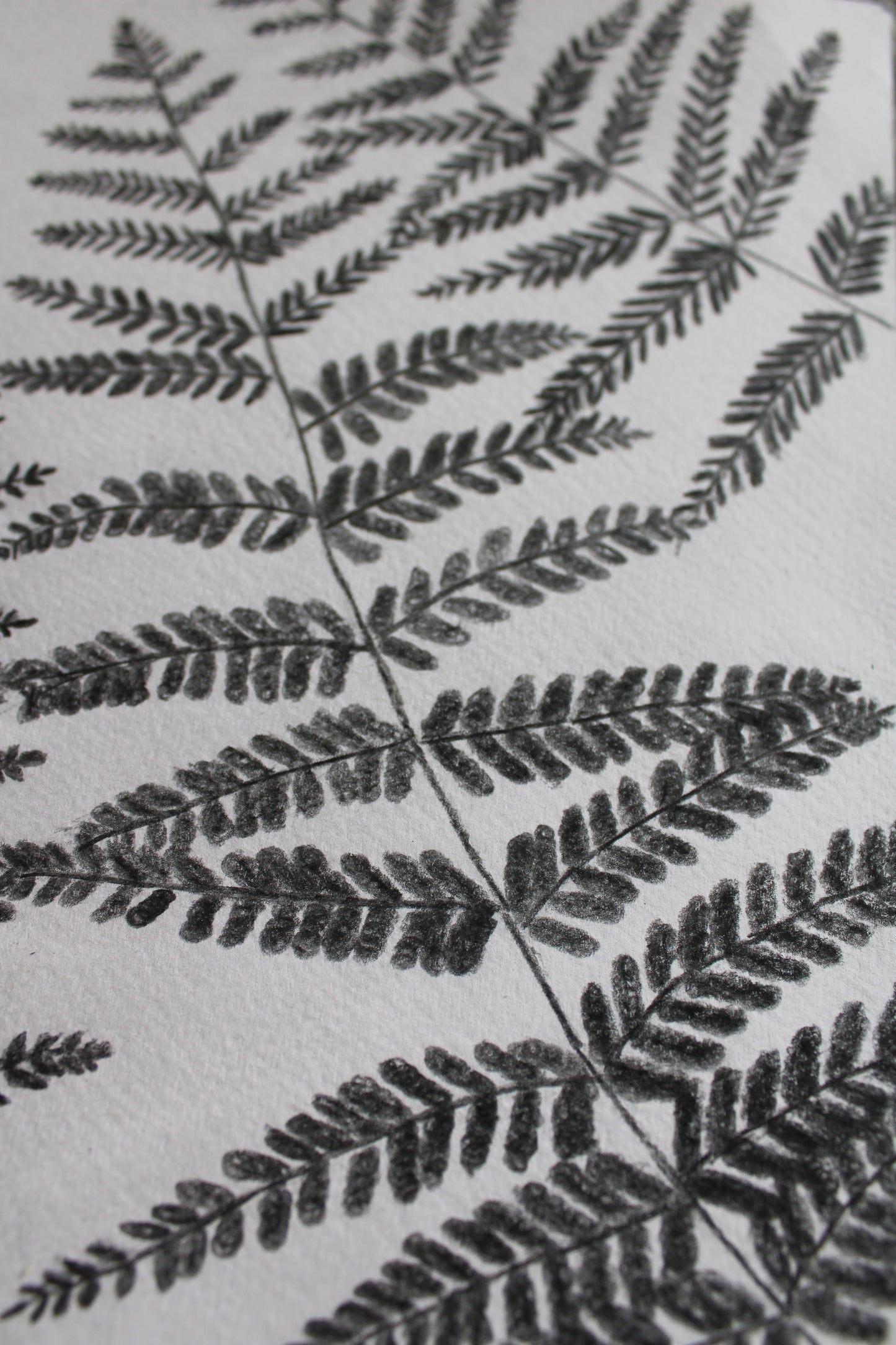 Woodland ferns