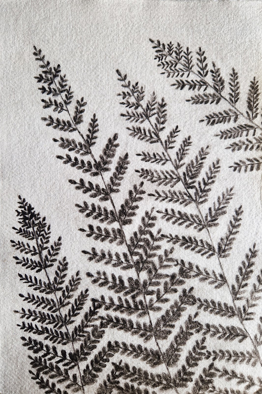 Dartmoor Ferns