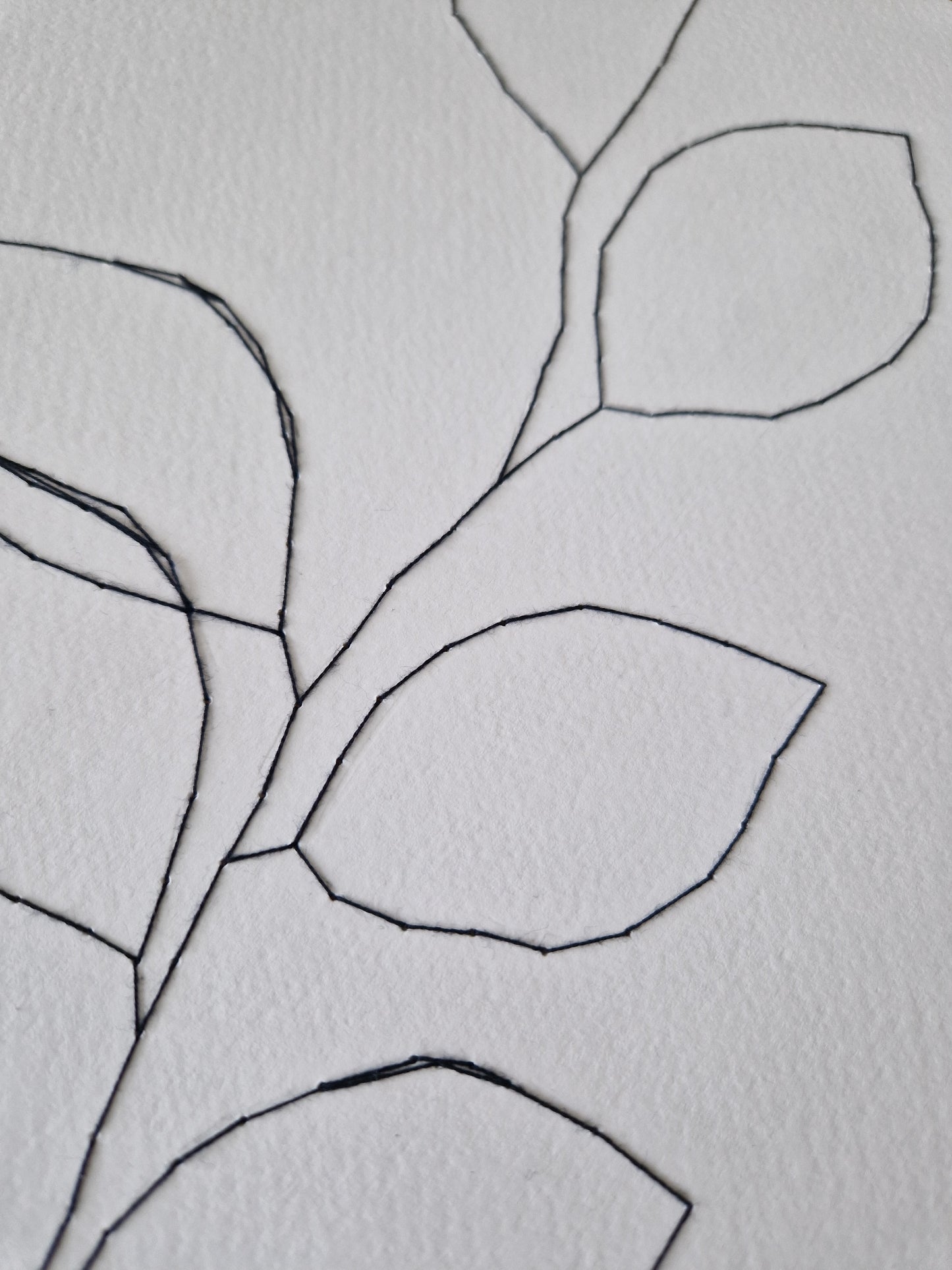 Beech