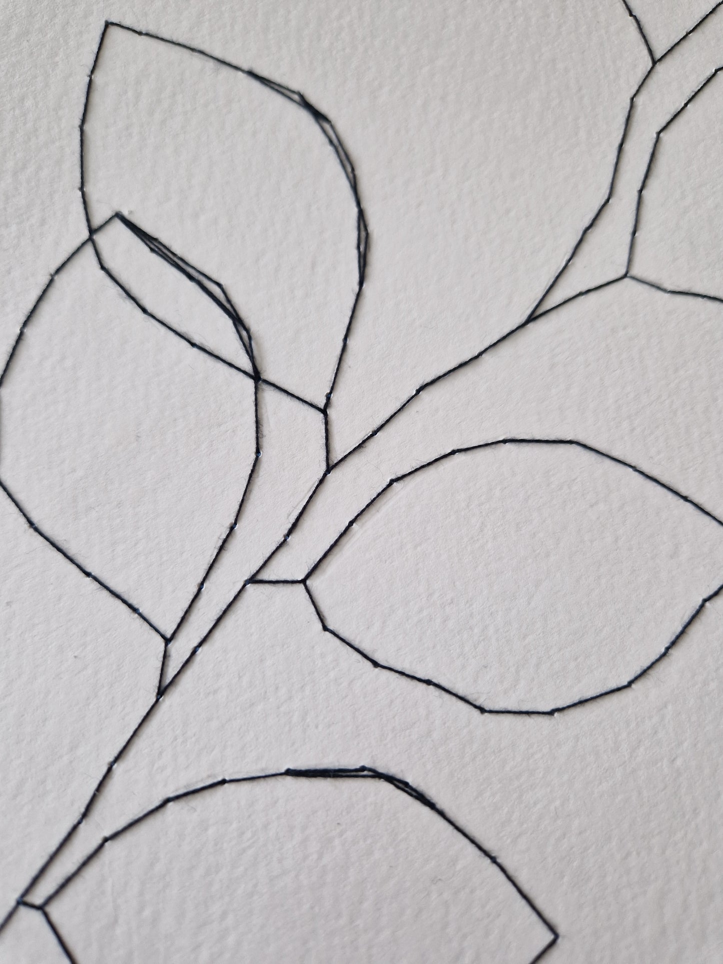 Beech