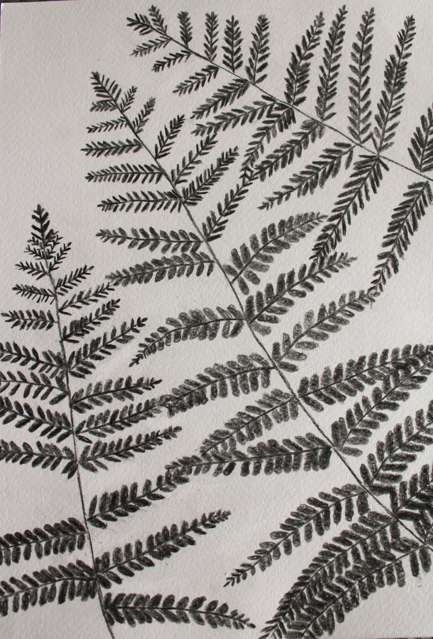 Woodland ferns