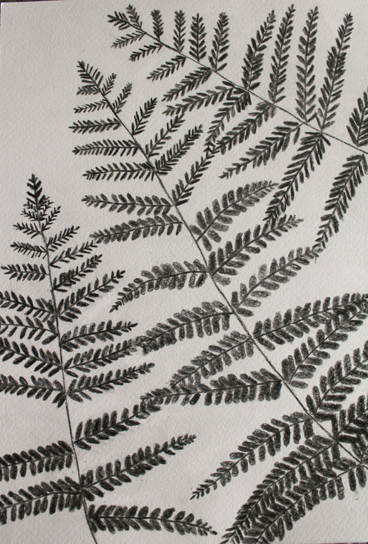 Woodland ferns