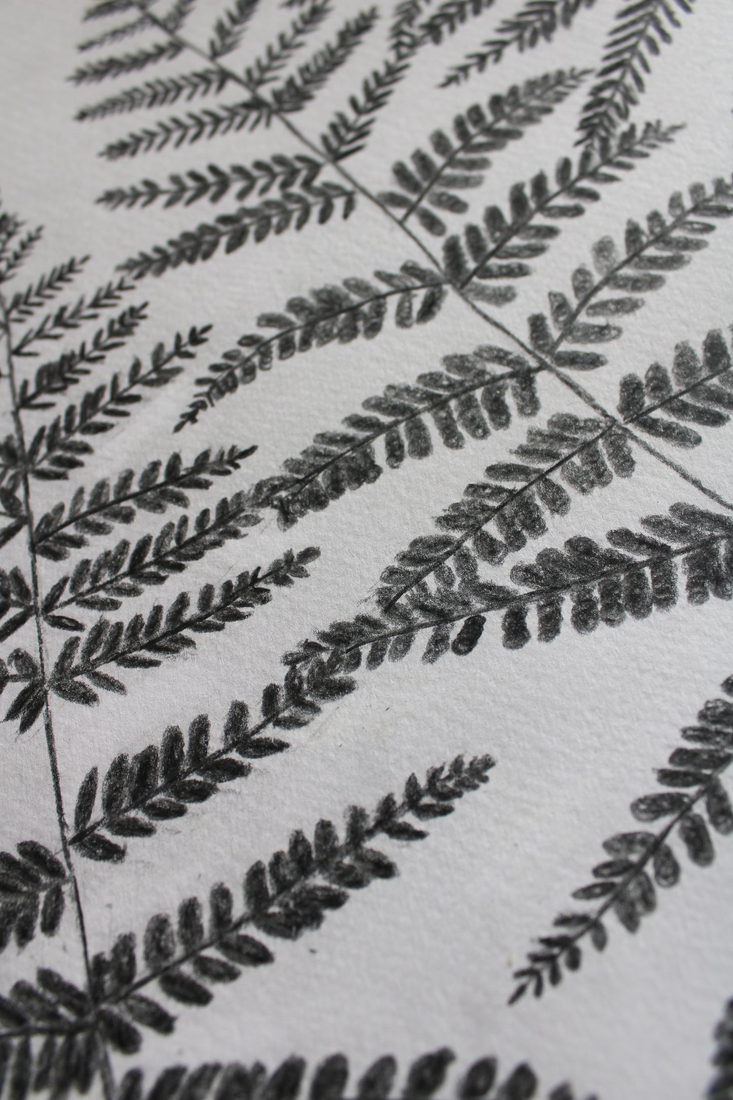 Woodland ferns