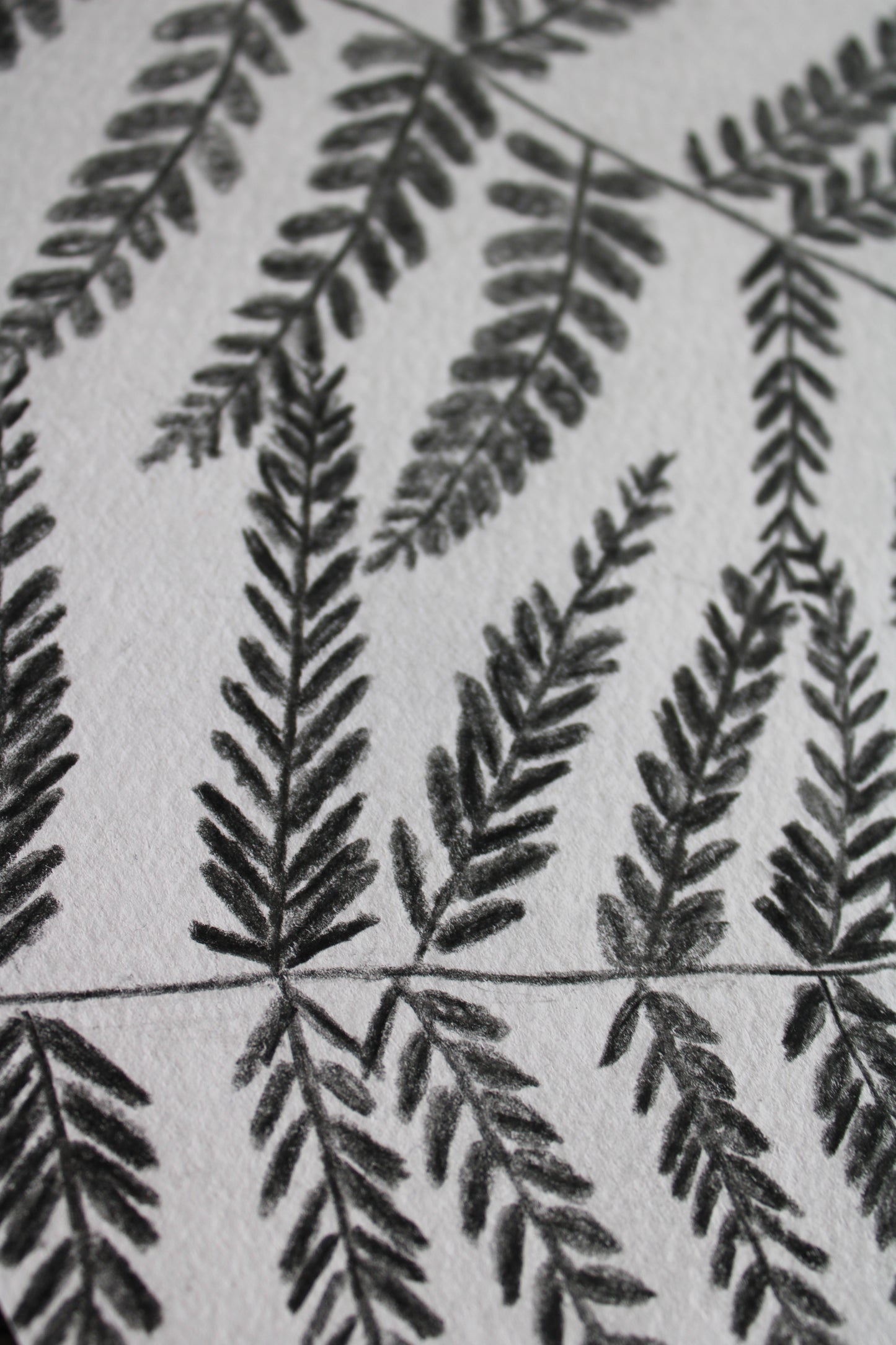 Woodland ferns