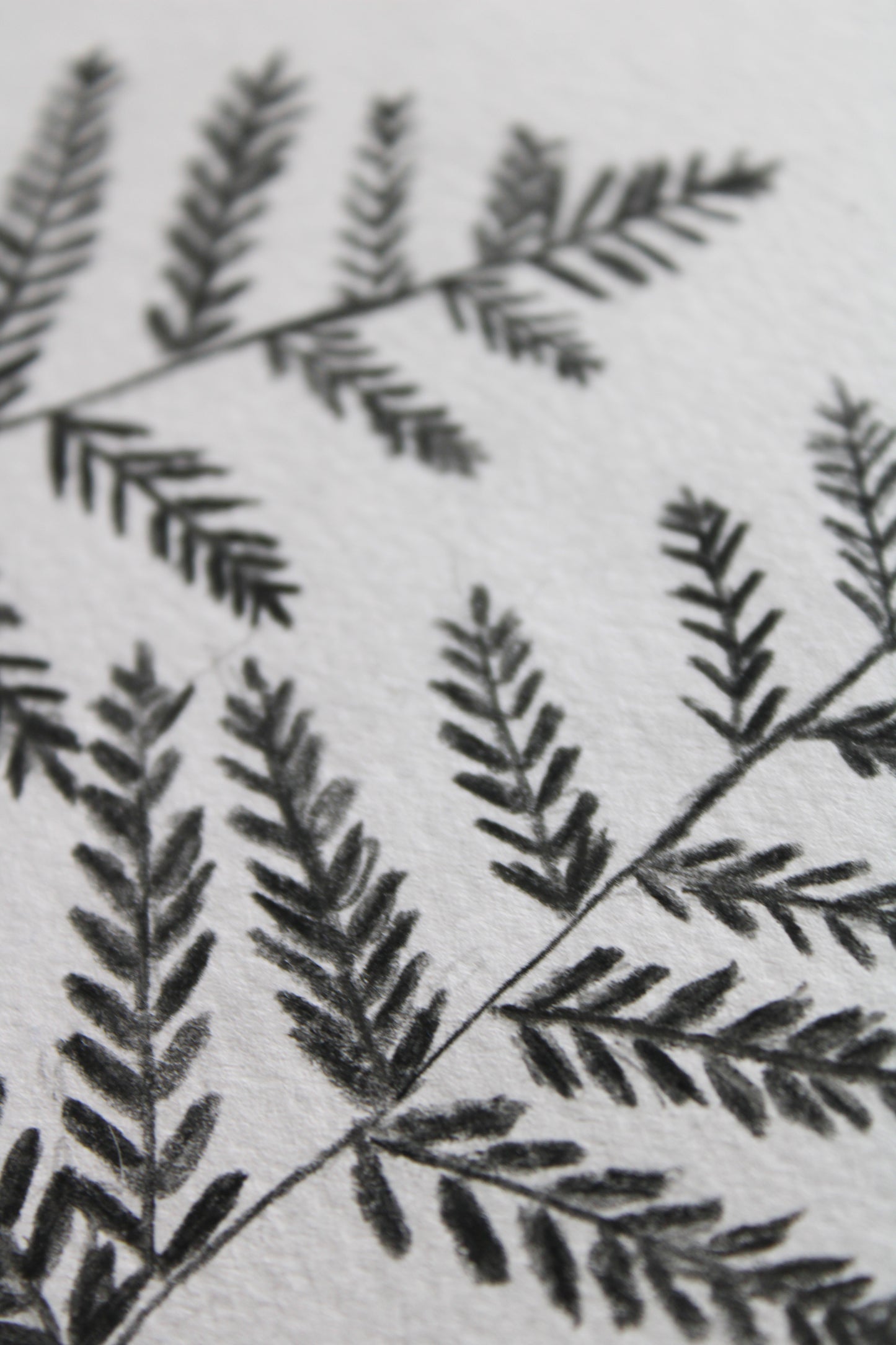 Woodland ferns