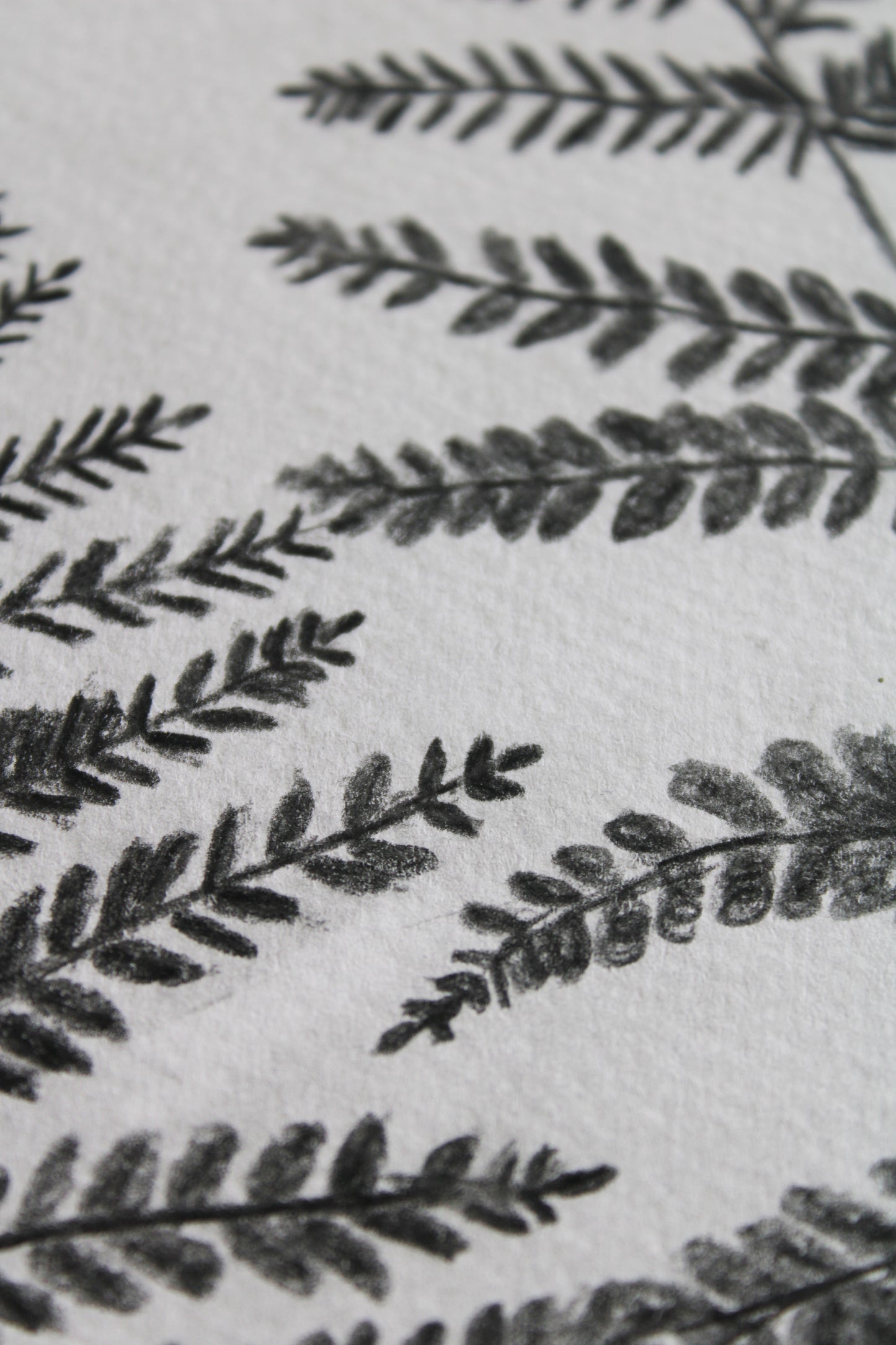Woodland ferns