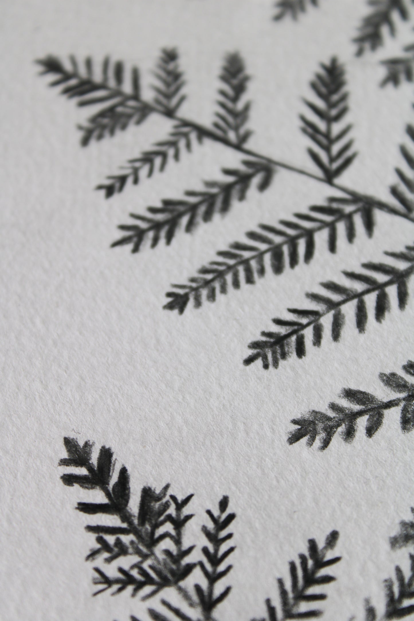 Woodland ferns
