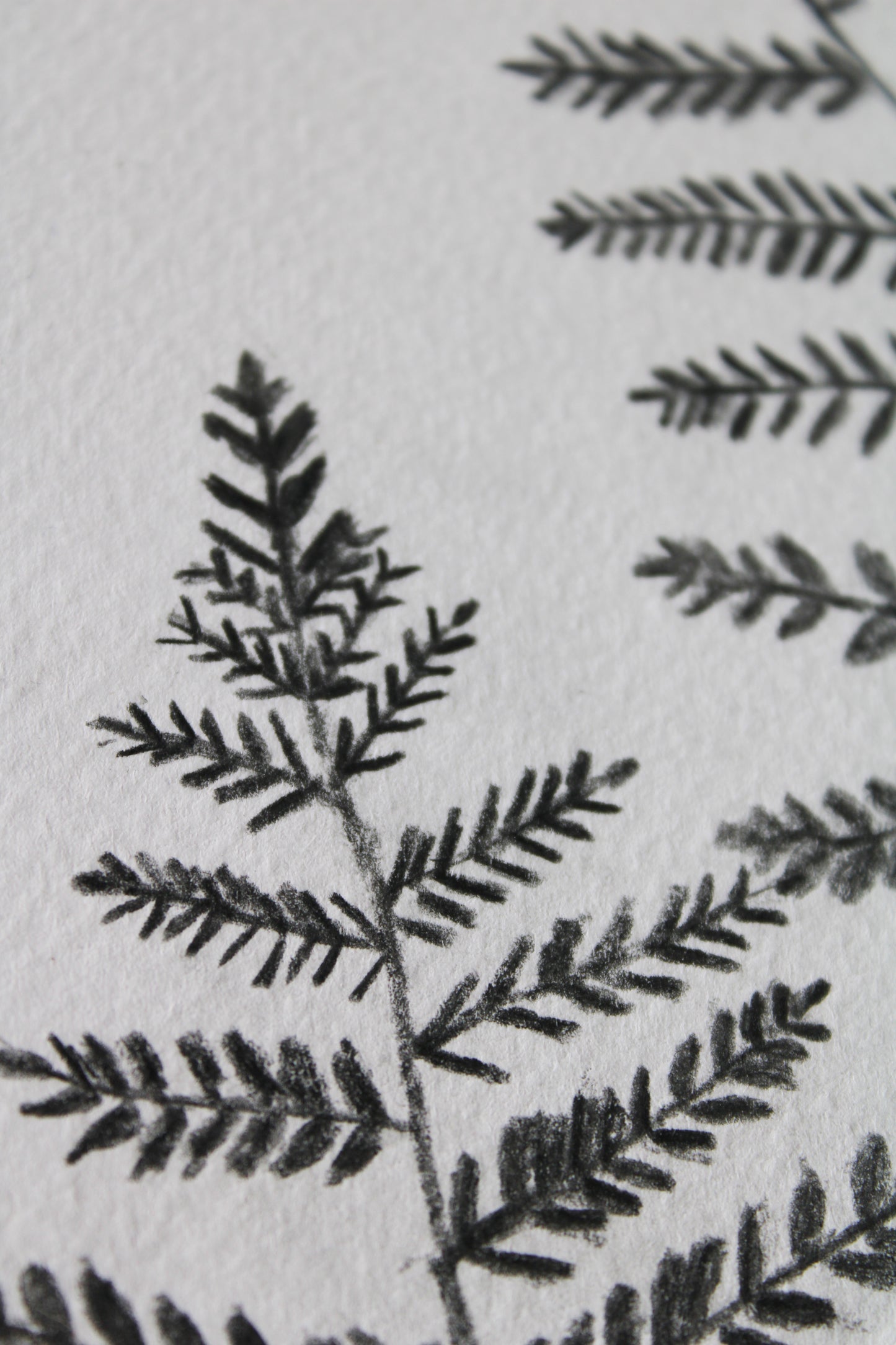 Woodland ferns