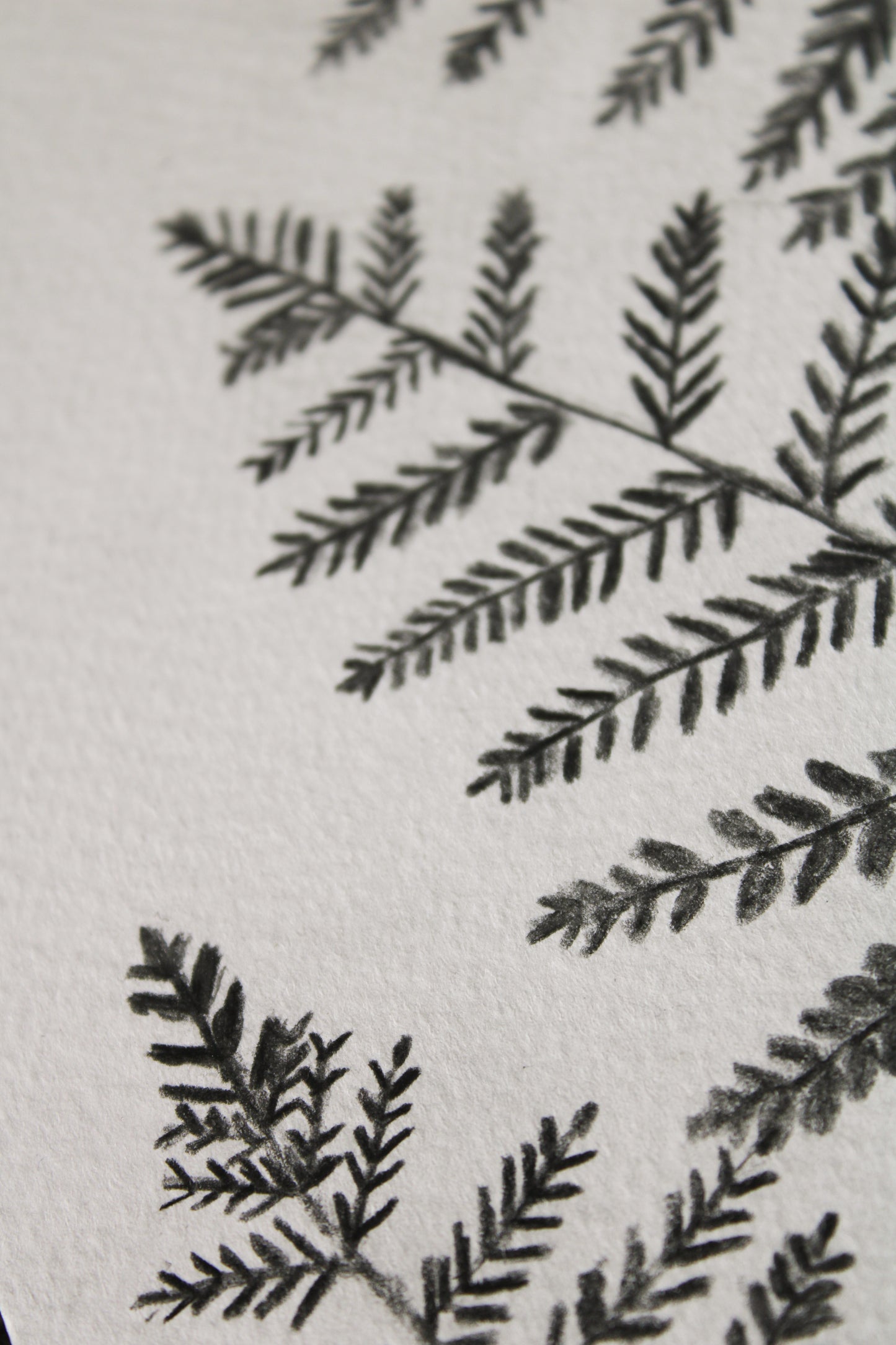 Woodland ferns